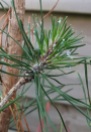 Tibolar-RS NPK 13-6-2 Garlic and wooly aphids on Scots pine