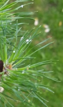 Tibolar-RS NPK 13-6-2 Garlic and wooly aphids on Scots pine